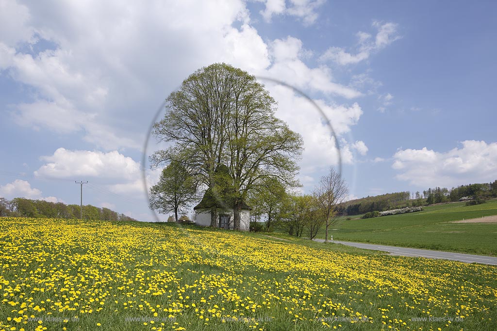 Meschede Calle, Schlader Kapelle zwischen zwei Linden mit blattlosen kahlen Aesten im Fruehling, erbaut wurde die Kapelle "Beatae Mariae Virginis" an der Landstrasse von Meschede nach Calle im Jahr 1727 vom Geheimen Rat Friedrich Wilhelm Graf von Westphalen. Der Grundriss der Kapelle ist ein Oktagon, die Kapelle hat eine barocke Haube; Meschede Calle, chapel near Meschede Calle between two trees in spring landscape.