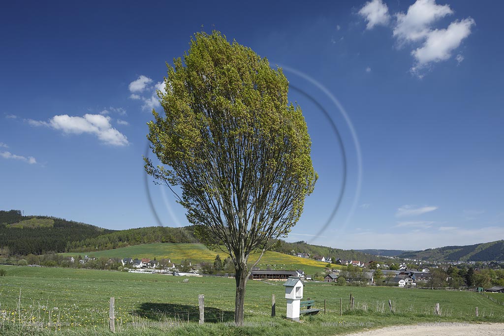 Meschede-Olpe, Kreuzwegstation in Fruehlingslandschaft; Meschede-Olpe, Station of the Cross within springtime landscape.