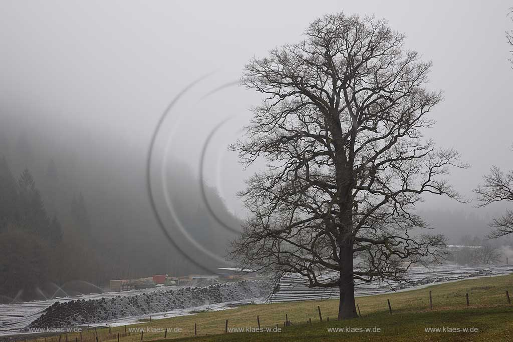 Meschede, Remblinghausen, Saegewerk mit Naholzlager im Nebel mit Rauhreif, Eiche ohne Laub, frostige Winterlandschaft