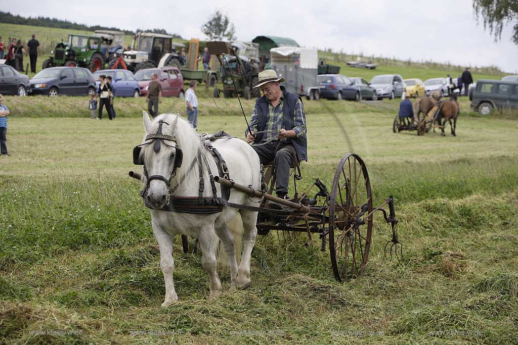 Neuenrade, Affeln, Maerkischer Kreis, Mrkischer Kreis, Bauernmarkt, Historische Landwirtschaft, Landwirt beim Heuwenden, Sauerland