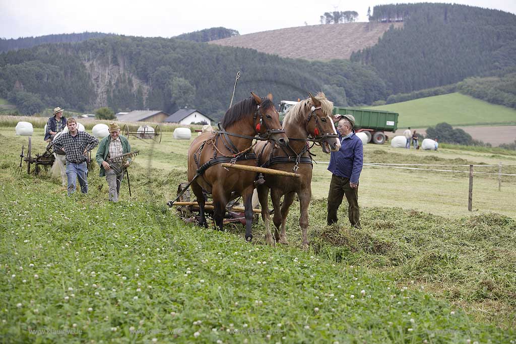 Neuenrade, Affeln, Maerkischer Kreis, Mrkischer Kreis, Bauernmarkt, Historische Landwirtschaft, Landwirt beim Heuwenden, Sauerland