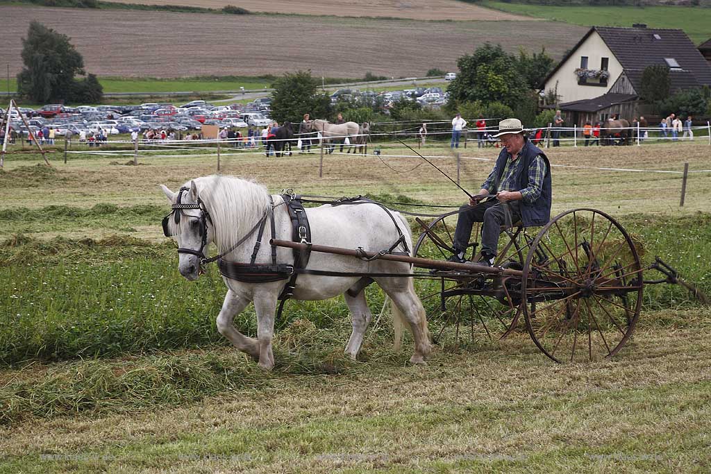 Neuenrade, Affeln, Maerkischer Kreis, Mrkischer Kreis, Bauernmarkt, Historische Landwirtschaft, Landwirt beim Heuwenden, Sauerland