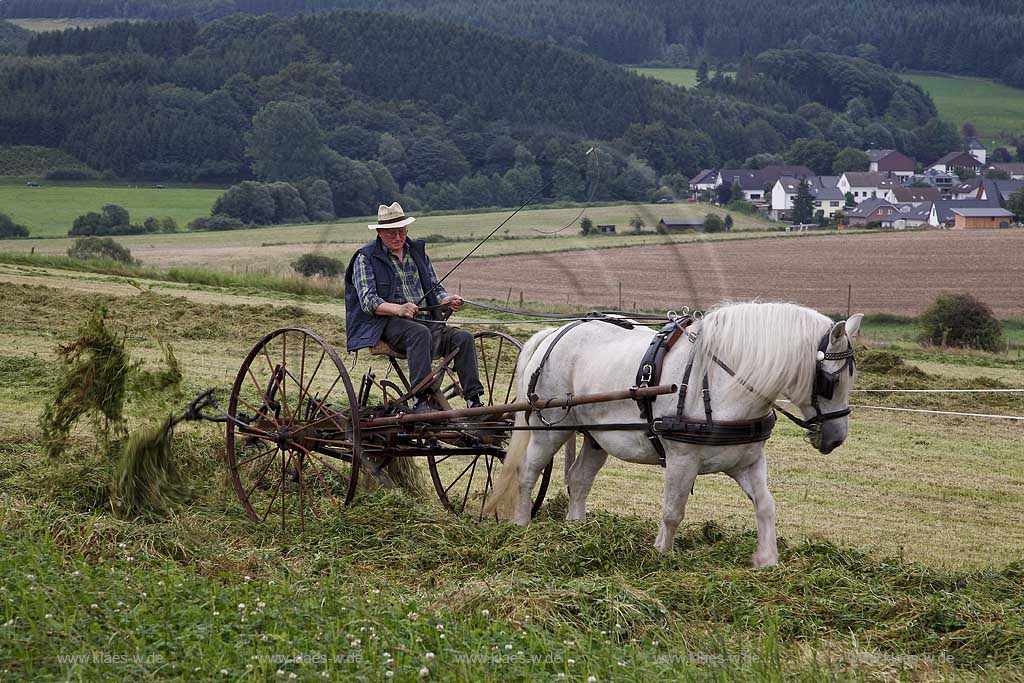 Neuenrade, Affeln, Maerkischer Kreis, Mrkischer Kreis, Bauernmarkt, Historische Landwirtschaft, Landwirt beim Heuwenden, Sauerland