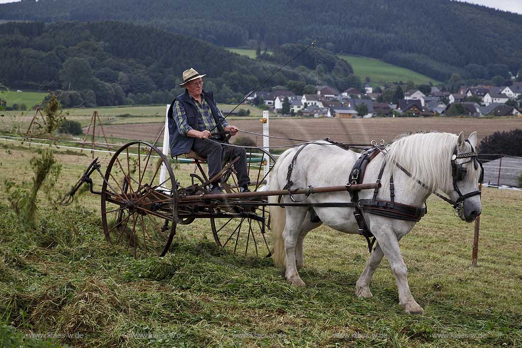 Neuenrade, Affeln, Maerkischer Kreis, Mrkischer Kreis, Bauernmarkt, Historische Landwirtschaft, Landwirt beim Heuwenden, Sauerland