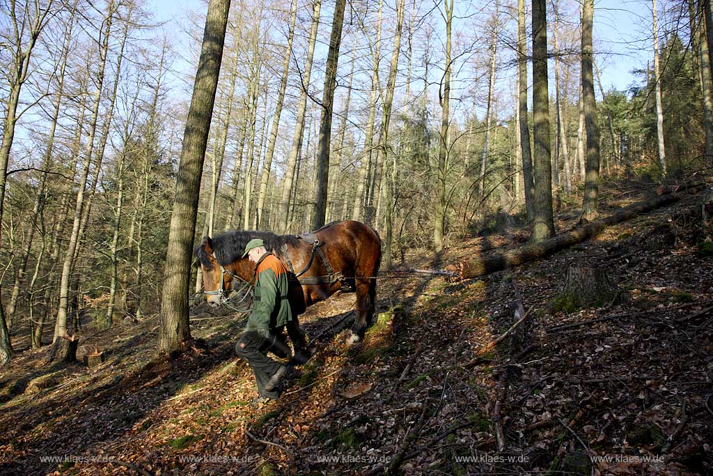 Olsberg, Sauerland, Rckepferd und Waldarbeiter bei der Arbeit, Rueckepferd