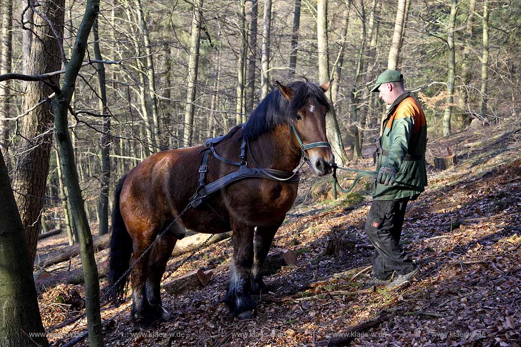 Olsberg, Sauerland, Rckepferd und Waldarbeiter bei der Arbeit, Rueckepferd