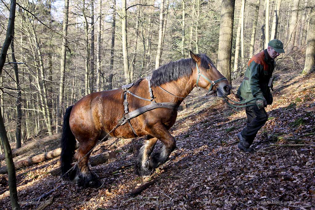 Olsberg, Sauerland, Rckepferd und Waldarbeiter bei der Arbeit, Rueckepferd