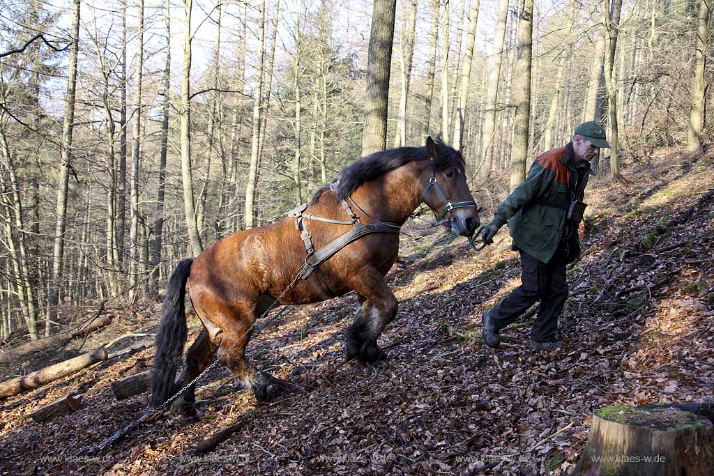 Olsberg, Sauerland, Rckepferd und Waldarbeiter bei der Arbeit, Rueckepferd