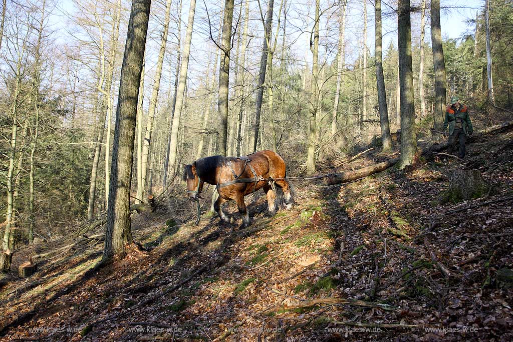 Olsberg, Sauerland, Rckepferd und Waldarbeiter bei der Arbeit, Rueckepferd