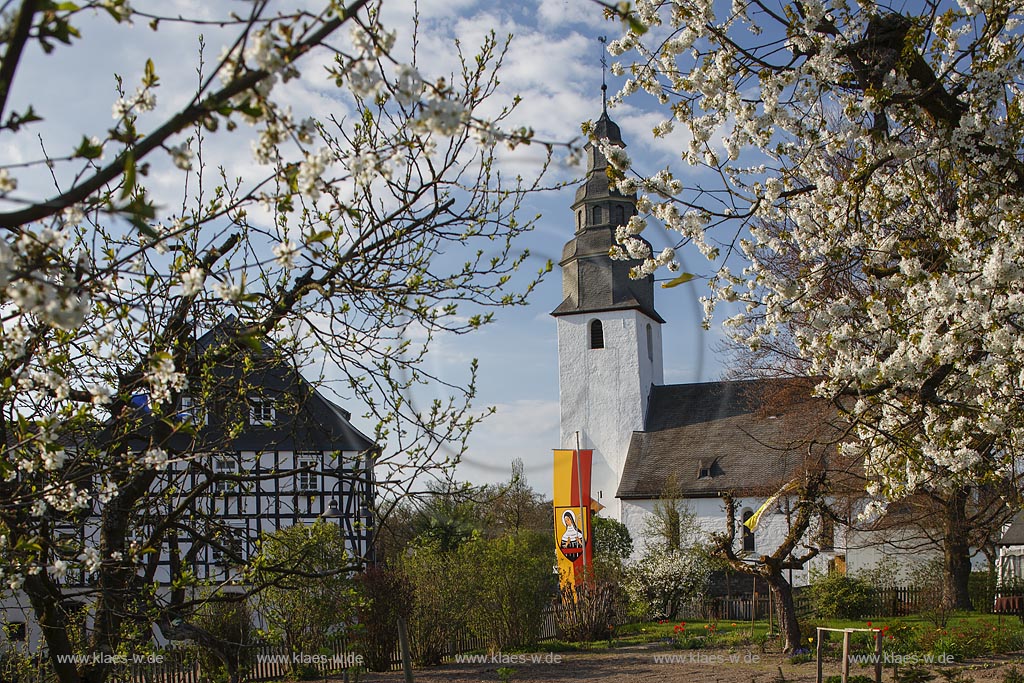 Schmallenberg Wormbach, Blick zur Pfarrkirche St. Peter und Paul mit Fachwerkhaus in Fruehlingslandschaft mit Obstbluete; Schmallenberg Wormbach, parish church St. Peter und Paul with frame house in springtime landscape with  blooming fruit trees.