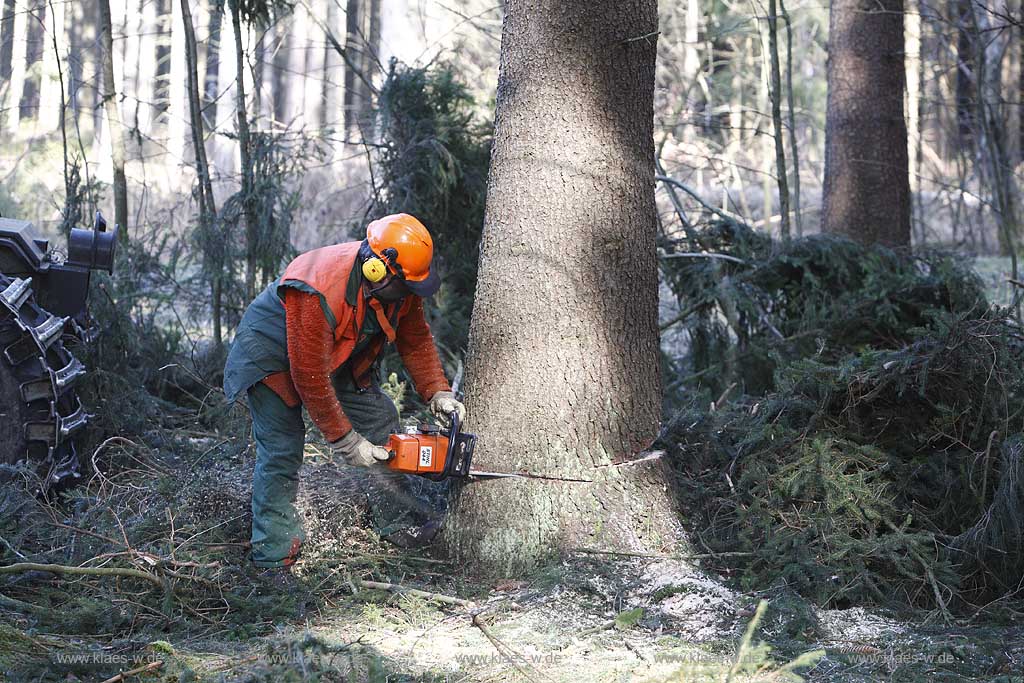 Winterberg, Waldarbeiter beim Fllen von Bumen mit Motorsge, Motorsaege, Stihl