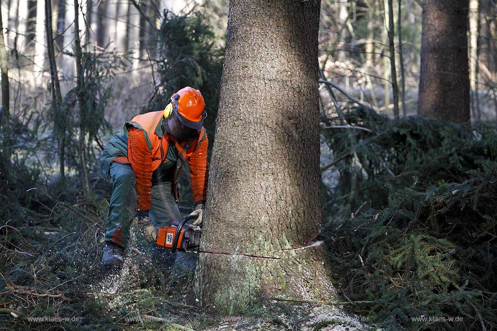 Winterberg, Waldarbeiter beim Fllen von Bumen mit Motorsge, Motorsaege, Stihl