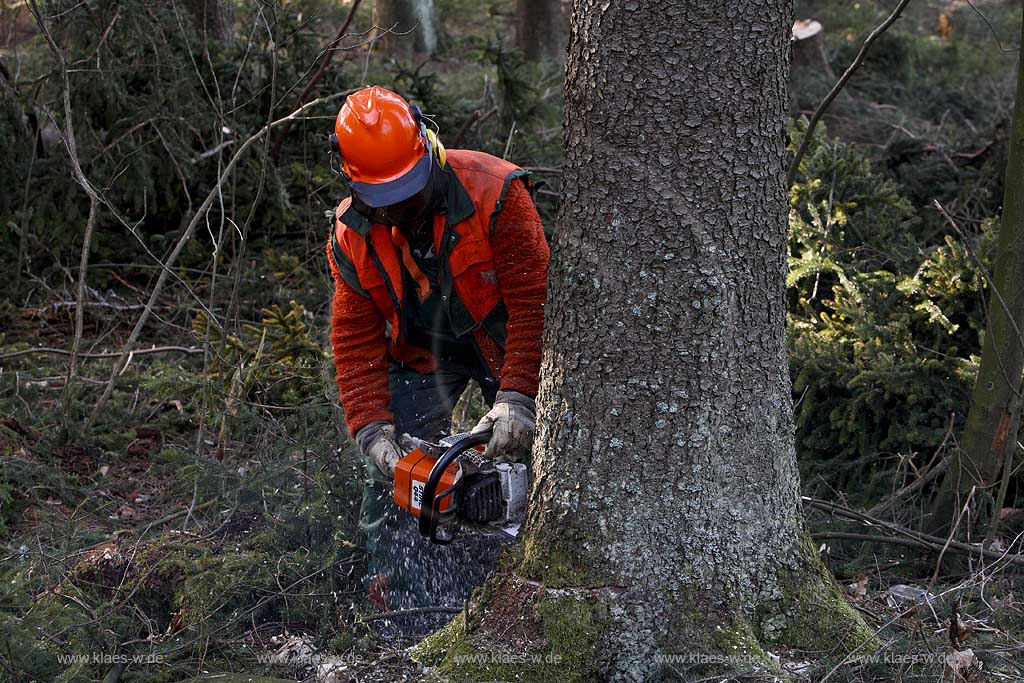 Winterberg, Waldarbeiter beim Fllen von Bumen mit Motorsge, Motorsaege, Stihl