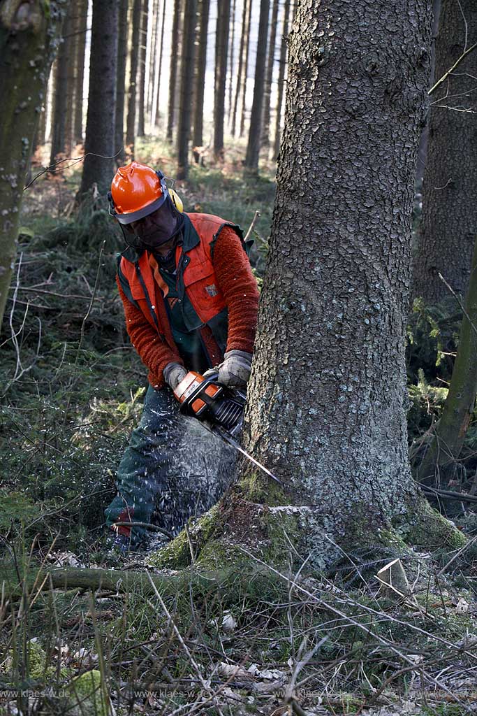 Winterberg, Waldarbeiter beim Fllen von Bumen mit Motorsge, Motorsaege, Stihl