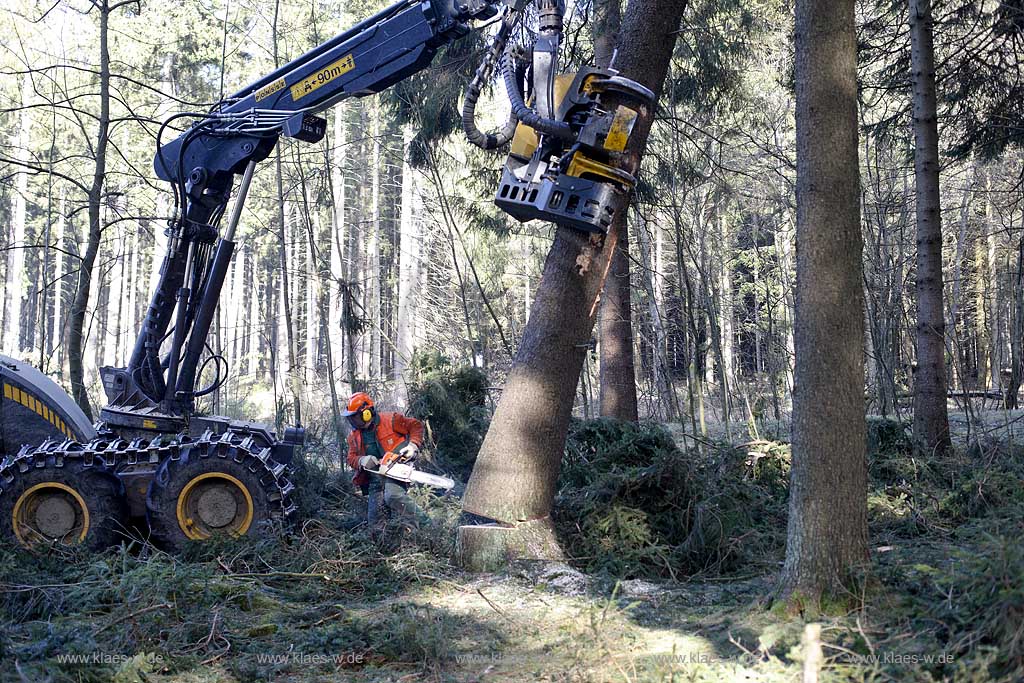 Winterberg, Waldarbeiter beim Fllen mit Harvester Ponsse Ergo, Vollernter