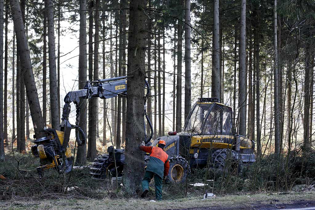 Winterberg, Waldarbeiter beim Fllen mit Harvester Ponsse Ergo, Vollernter