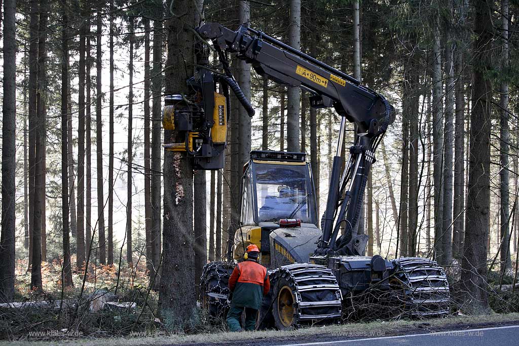 Winterberg, Waldarbeiter beim Fllen mit Harvester Ponsse Ergo, Vollernter