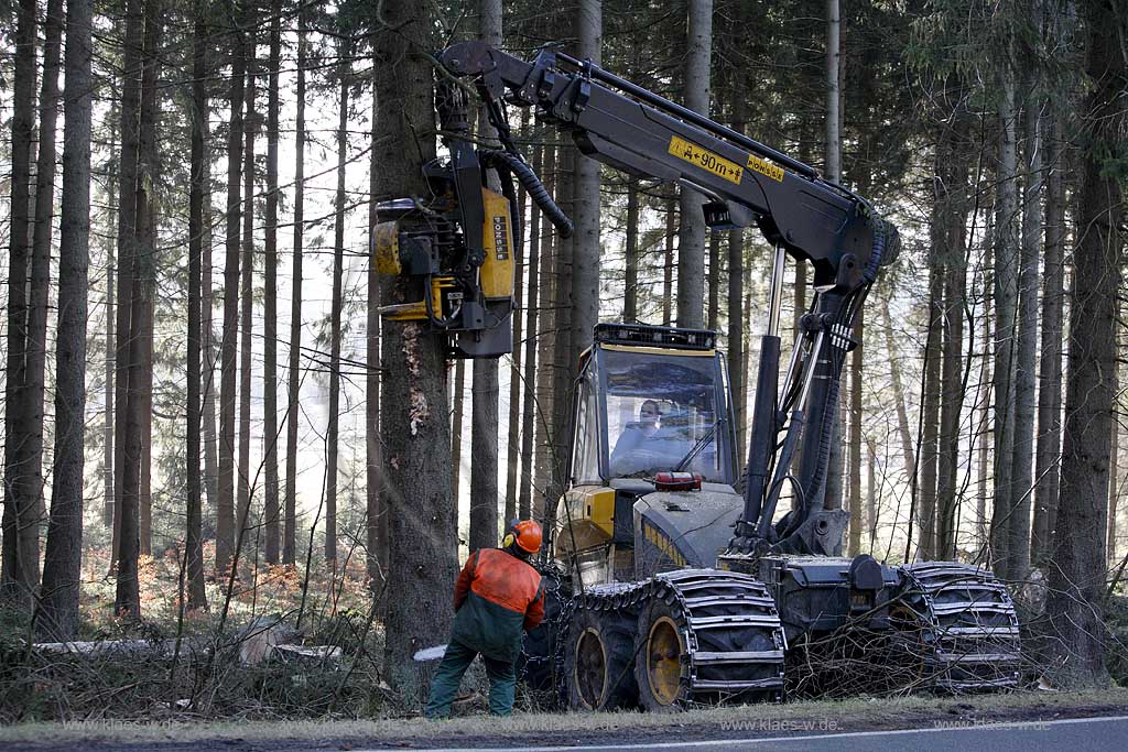 Winterberg, Waldarbeiter beim Fllen mit Harvester Ponsse Ergo, Vollernter