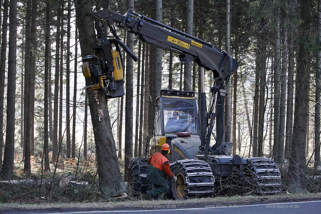 Winterberg, Waldarbeiter beim Fllen mit Harvester Ponsse Ergo, Vollernter