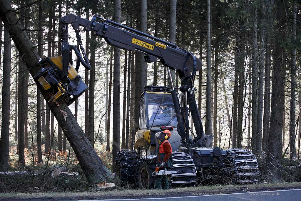 Winterberg, Waldarbeiter beim Fllen mit Harvester Ponsse Ergo, Vollernter