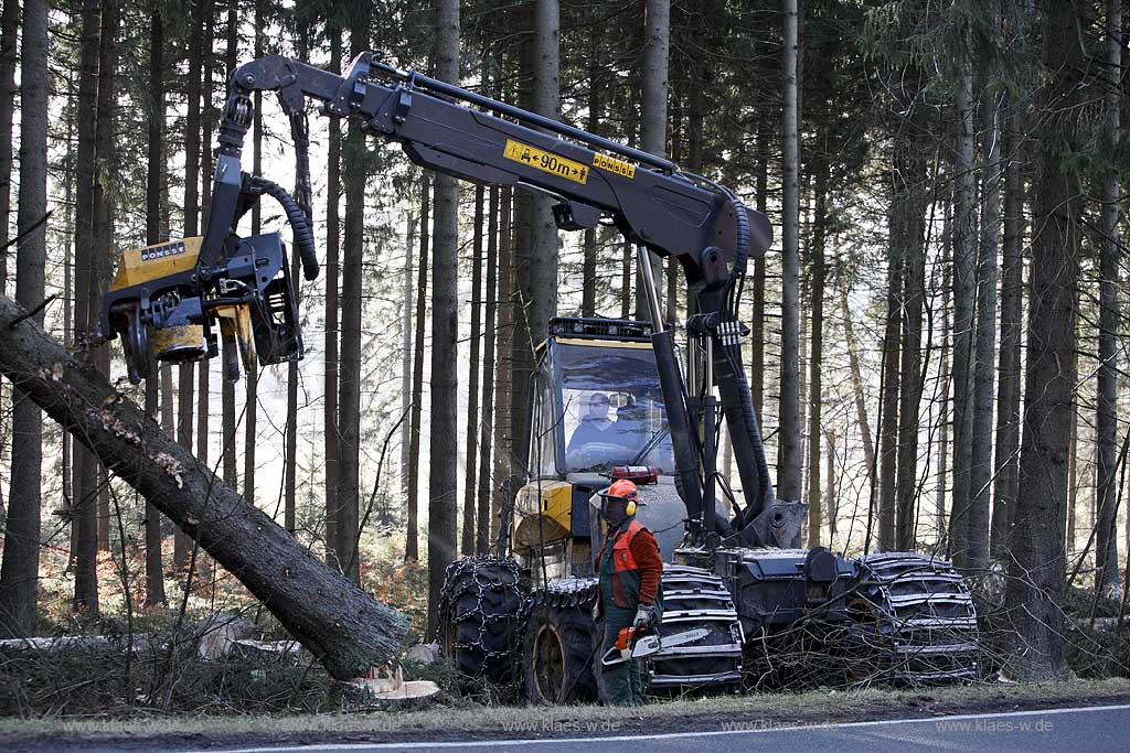 Winterberg, Waldarbeiter beim Fllen mit Harvester Ponsse Ergo, Vollernter