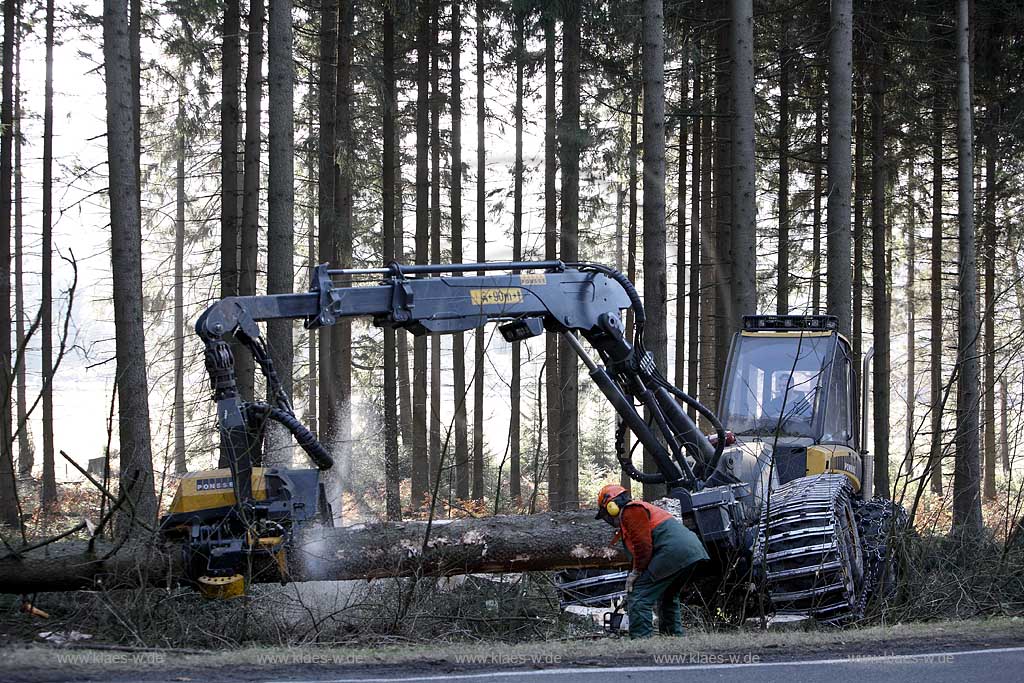 Winterberg, Waldarbeiter beim Fllen mit Harvester Ponsse Ergo, Vollernter