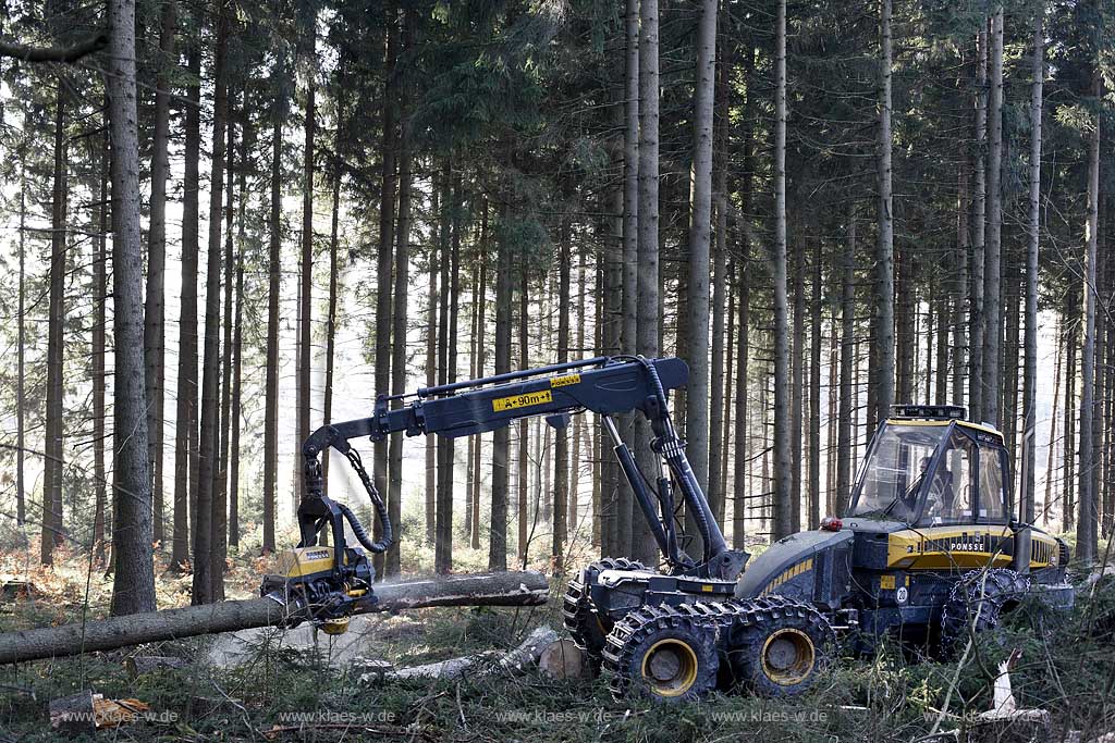 Winterberg, Waldarbeiter beim Fllen mit Harvester Ponsse Ergo, Vollernter