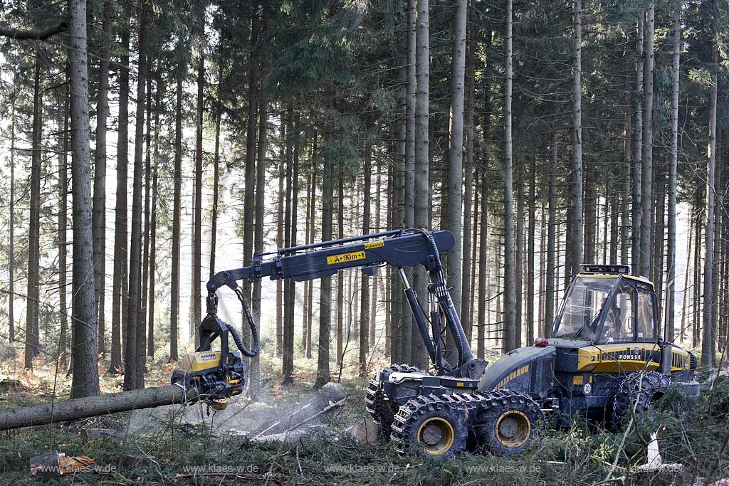 Winterberg, Waldarbeiter beim Fllen mit Harvester Ponsse Ergo, Vollernter