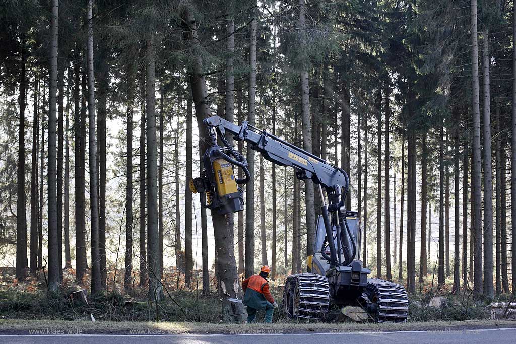 Winterberg, Waldarbeiter beim Fllen mit Harvester Ponsse Ergo, Vollernter