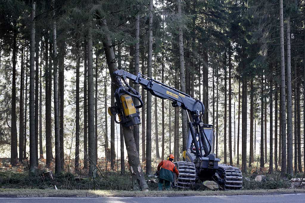 Winterberg, Waldarbeiter beim Fllen mit Harvester Ponsse Ergo, Vollernter