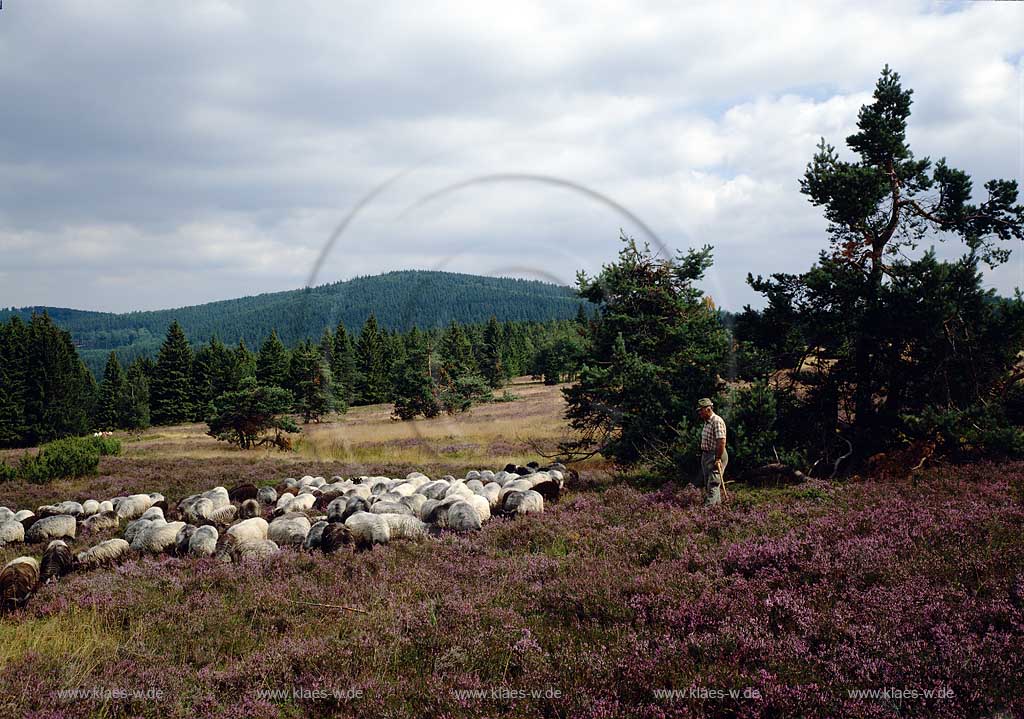 Winterberg, Niedersfeld, Hohen-Hagen, Hochsauerlandkreis, Blick auf Heidschnucken mit Schfer, Schaefer, Sauerland