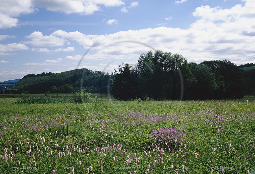 Holzhausen, Burbach, Kreis Siegen-Wittgenstein, Siegerland, Blick auf Blumenwiese