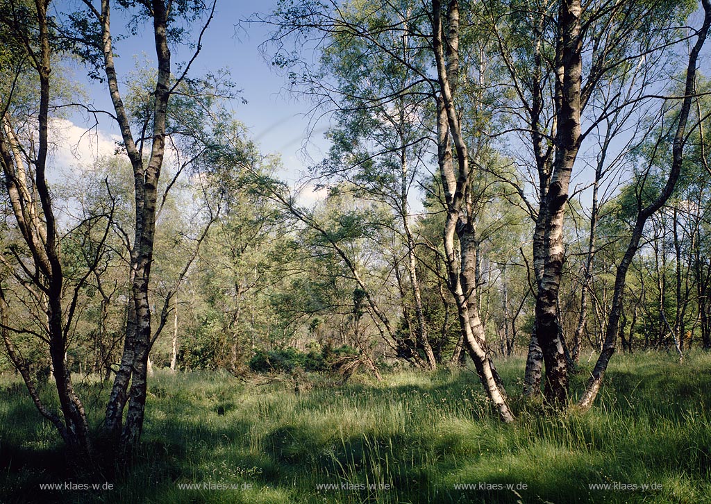 Burbach, Kreis Siegen-Wittgenstein, Siegerland, Blick auf Moorbirken an dem Rotenbach