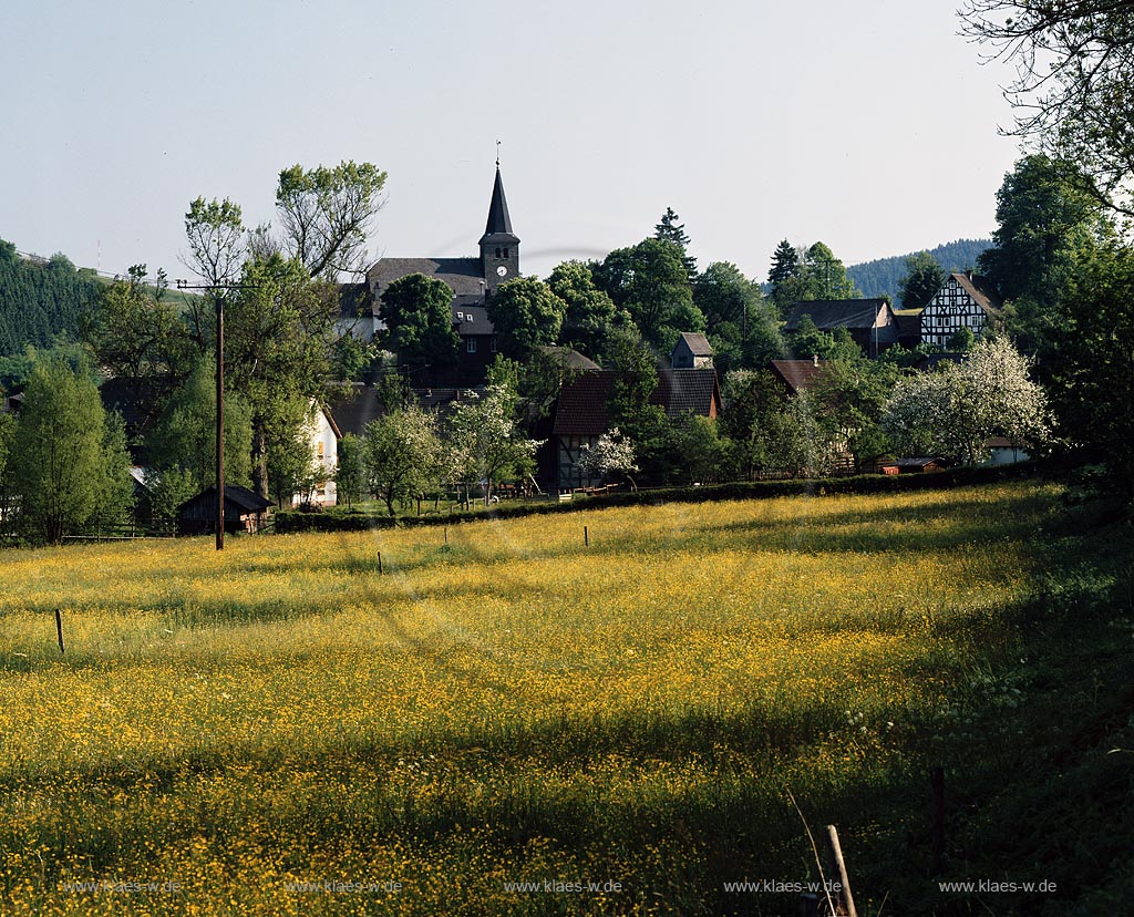 Elsoff, Bad Berleburg, Kreis Siegen-Wittgenstein, Siegerland, Blick ber, ueber Blumenwiese auf Kirche und Ort 