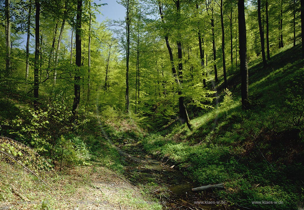 Hilchenbach, Kreis Siegen-Wittgenstein, Siegerland, Blick in Frhlingswald, Fruehlingswald am Gillerfuss