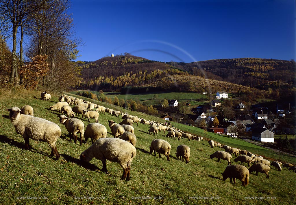 Grund, Hilchenbach, Kreis Siegen-Wittgenstein, Siegerland, Blick auf Schafherde und Ort mit Sicht auf Ginsburg