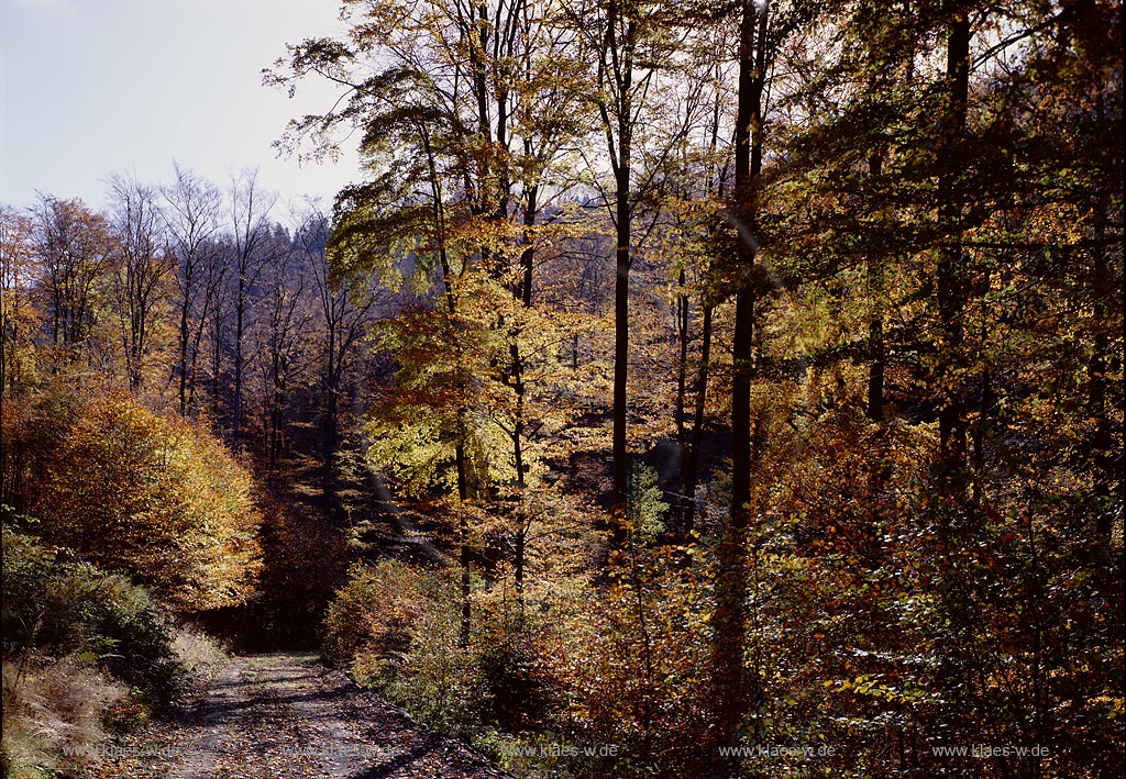 Hilchenbach, Kreis Siegen-Wittgenstein, Siegerland, Blick auf Herbstwald am Gillertal