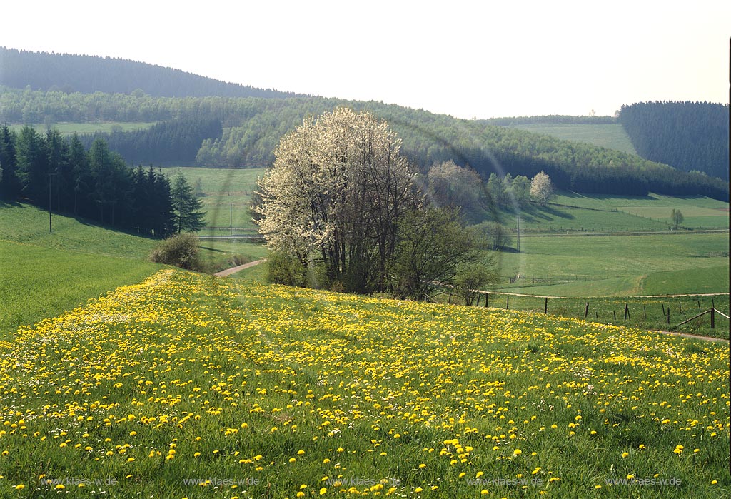 Grund, Hilchenbach, Kreis Siegen-Wittgenstein, Siegerland, Blick auf Natur und Landschaft im Fruehling, Frhling