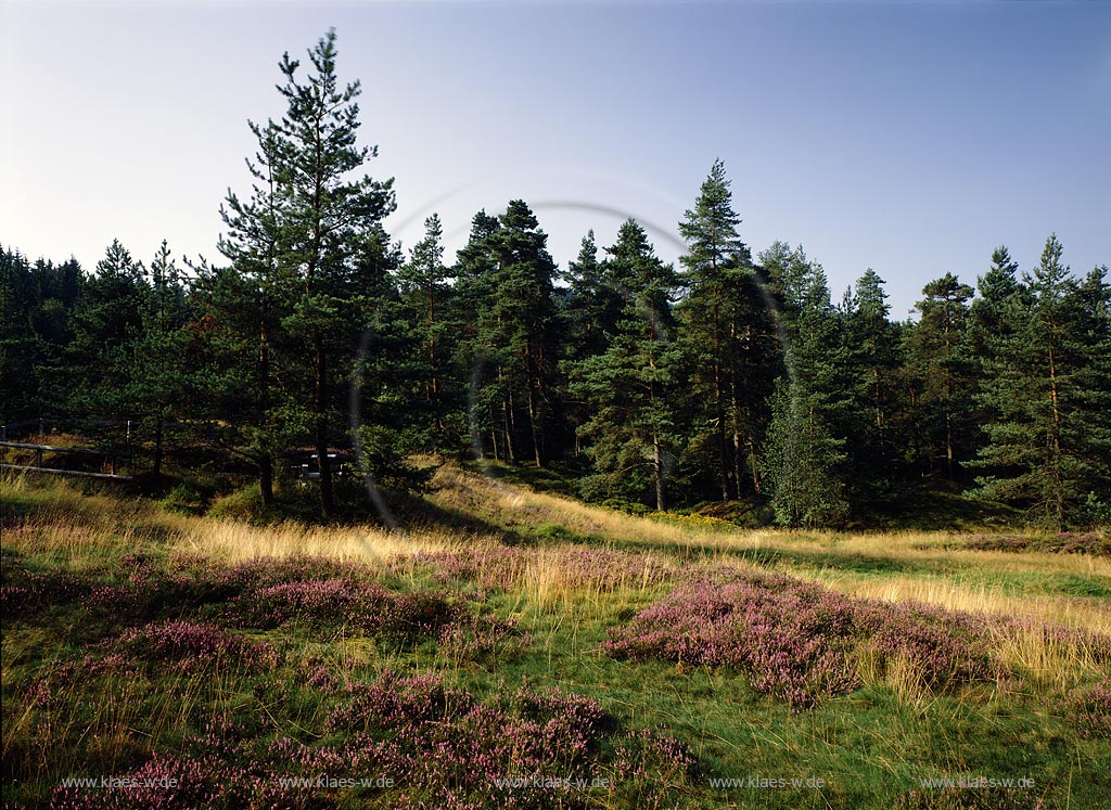 Muesen, Msen, Hilchenbach, Kreis Siegen-Wittgenstein, Siegerland, Blick auf Heidelandschaft