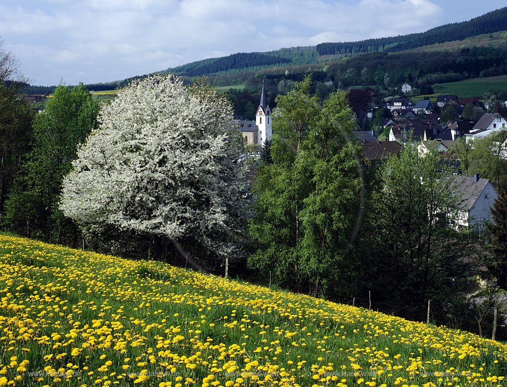 Muesen, Msen, Hilchenbach, Kreis Siegen-Wittgenstein, Siegerland, Blick auf Ort und Blumenwiese im Frhling, Fruehling