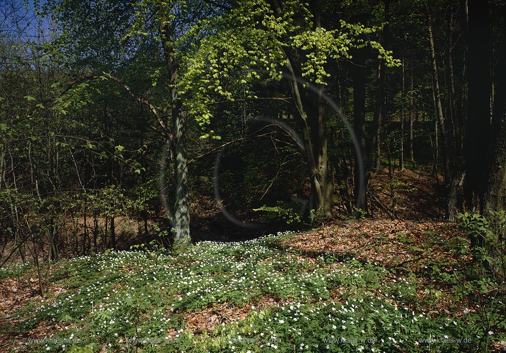 Oberndorf, Hilchenbach, Kreis Siegen-Wittgenstein, Siegerland, Blick auf Fruehlingswald, Frhlingswald