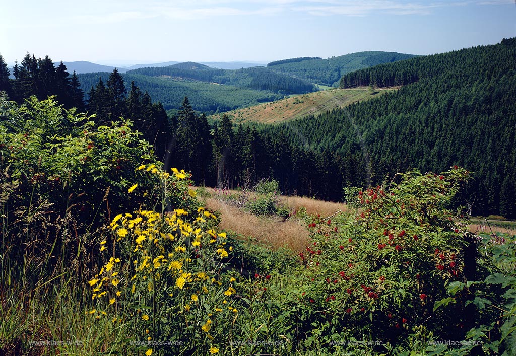 Oechelhausen, Hilchenbach, Kreis Siegen-Wittgenstein, Siegerland, Blick auf Landschaft und Natur im Sommer