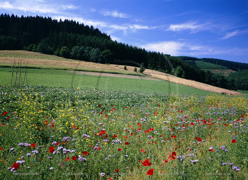 Ruckersfeld, Hilchenbach, Kreis Siegen-Wittgenstein, Siegerland, Blick auf Blumenwiese und Landschaft