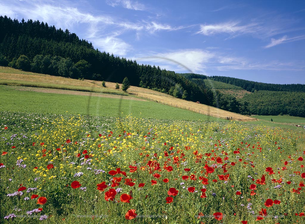 Ruckersfeld, Hilchenbach, Kreis Siegen-Wittgenstein, Siegerland, Blick auf Blumenwiese und Landschaft