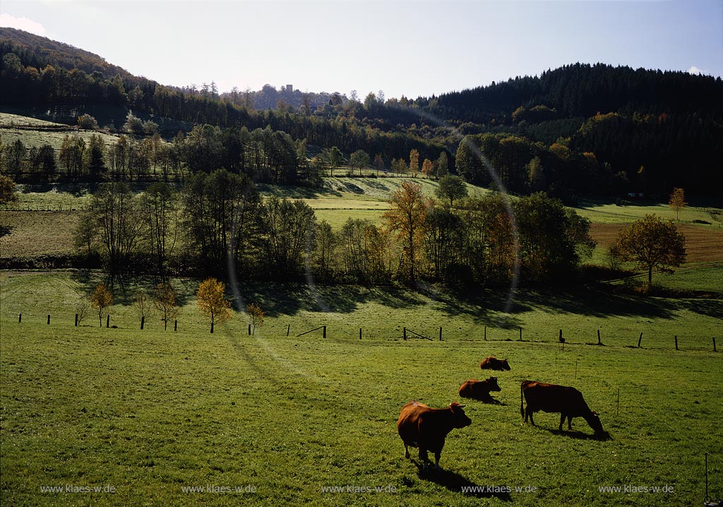 Vormwald, Hilchenbach, Kreis Siegen-Wittgenstein, Siegerland, Blick auf Landschaft mit Khen, Kuehen