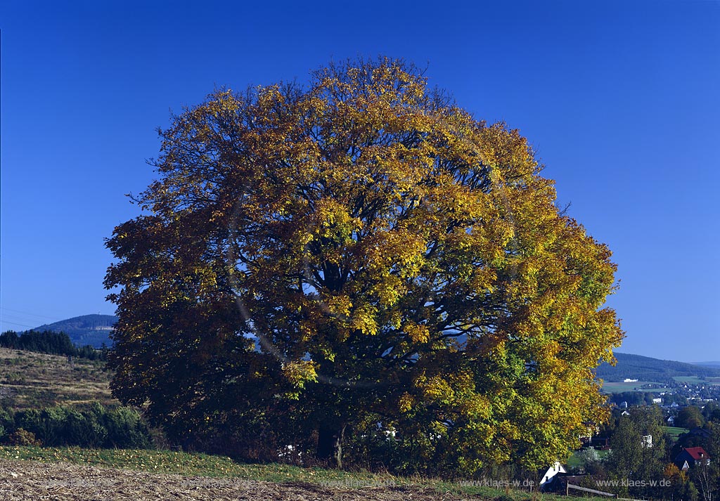 Junkernhees, Kreuztal, Kreis Siegen-Wittgenstein, Siegerland, Blick auf Herbstlandschaft