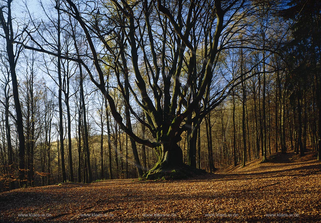 Krombach, Kreuztal, Kreis Siegen-Wittgenstein, Siegerland, Blick auf Baum, die Dicke Buche