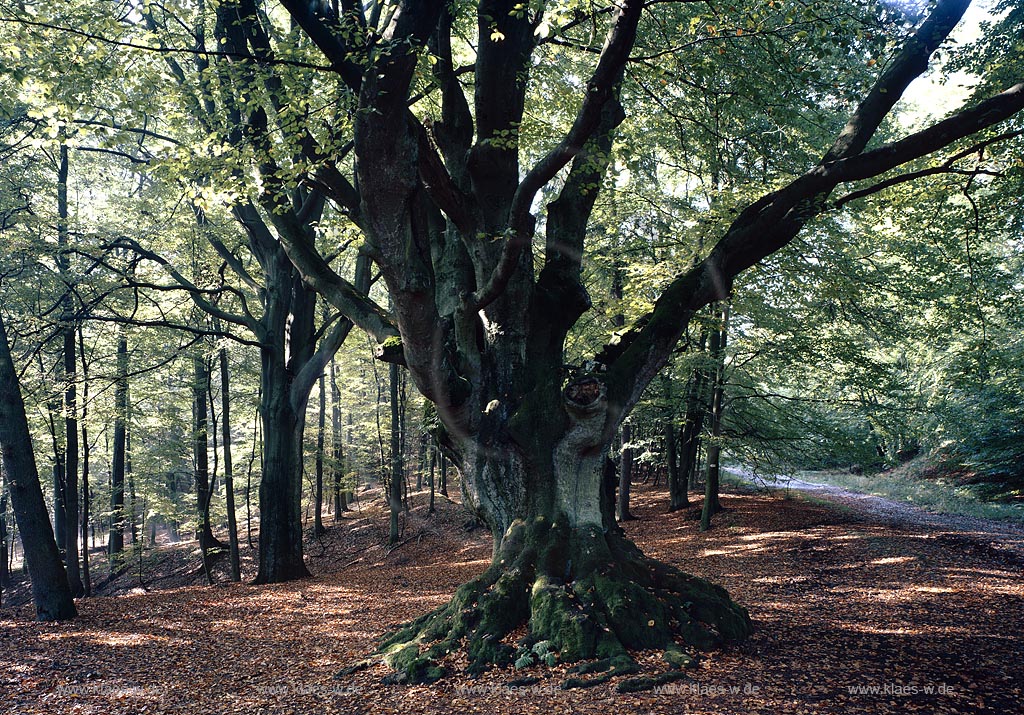 Krombach, Kreuztal, Kreis Siegen-Wittgenstein, Siegerland, Blick auf Baum, die Dicke Buche