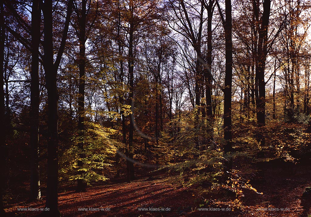 Littfeld, Kreuztal, Kindelberg, Kreis Siegen-Wittgenstein, Siegerland, Blick in Herbstwald am Kindelsberg 
