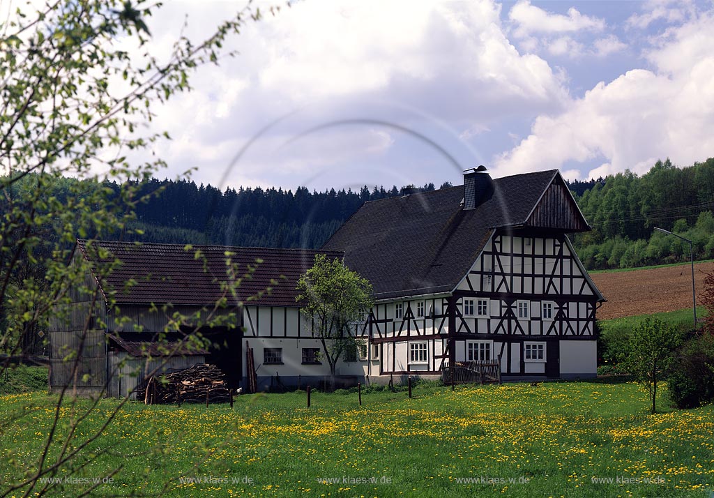 Oberhees, Netphen, Kreis Siegen-Wittgenstein, Siegerland, Blick auf Bauernhof, Fachwerkhof, Fachwerkhaus in Frhlingslandschaft, Fruehlingslandschaft